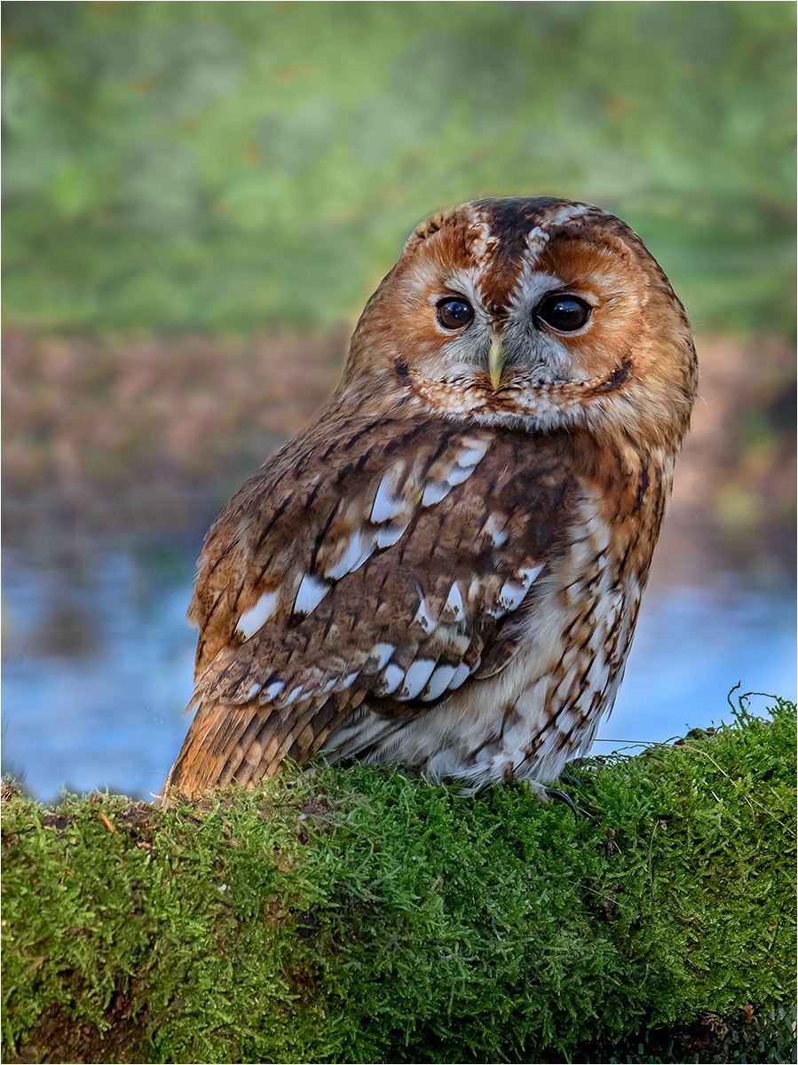 Tawny owl