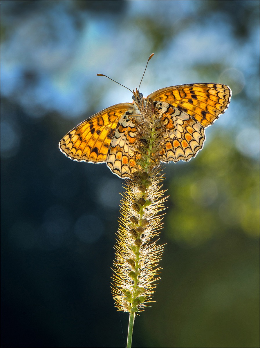 Knapweed fritillary 