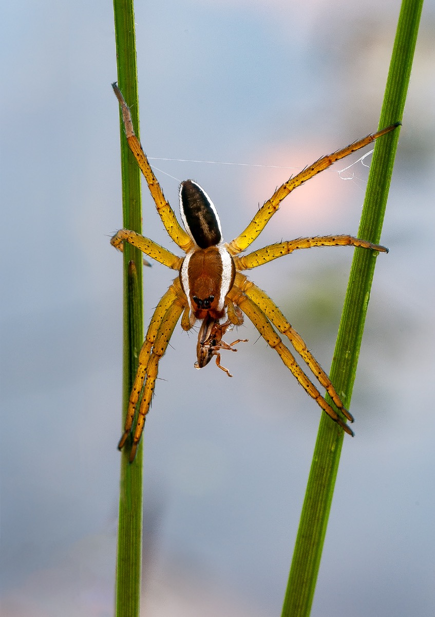 Raft spider with prey 