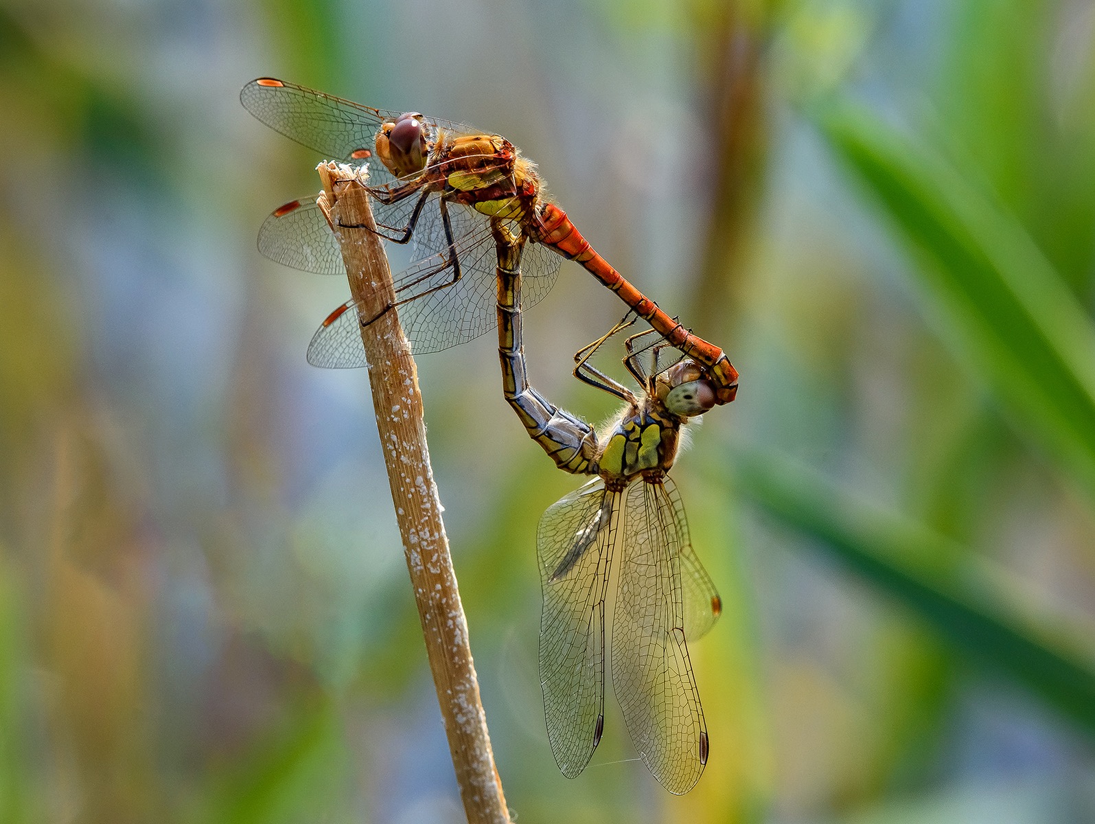 Common darters in mating loop