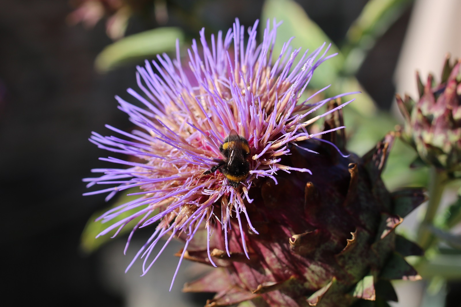 Bumble Bee on Scottish Thistle