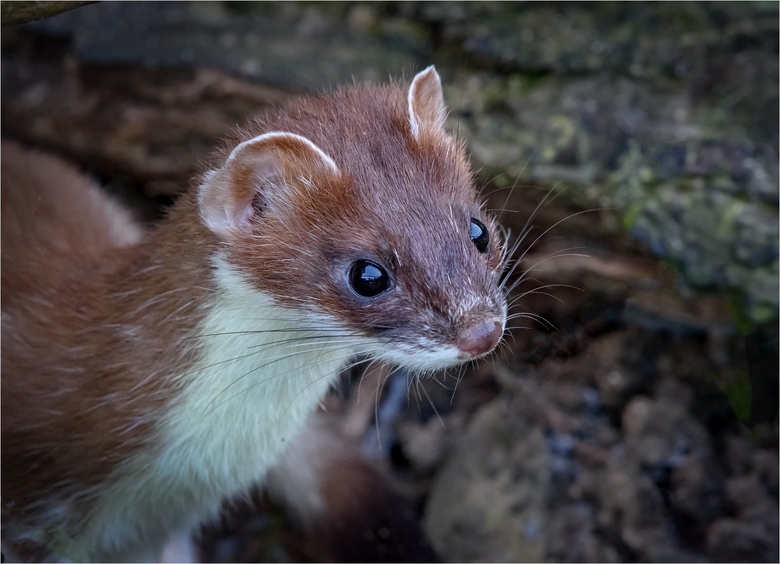 Stoat 