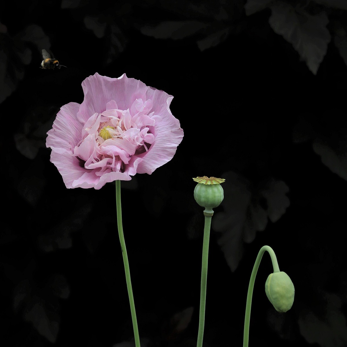 Poppy heads with bee