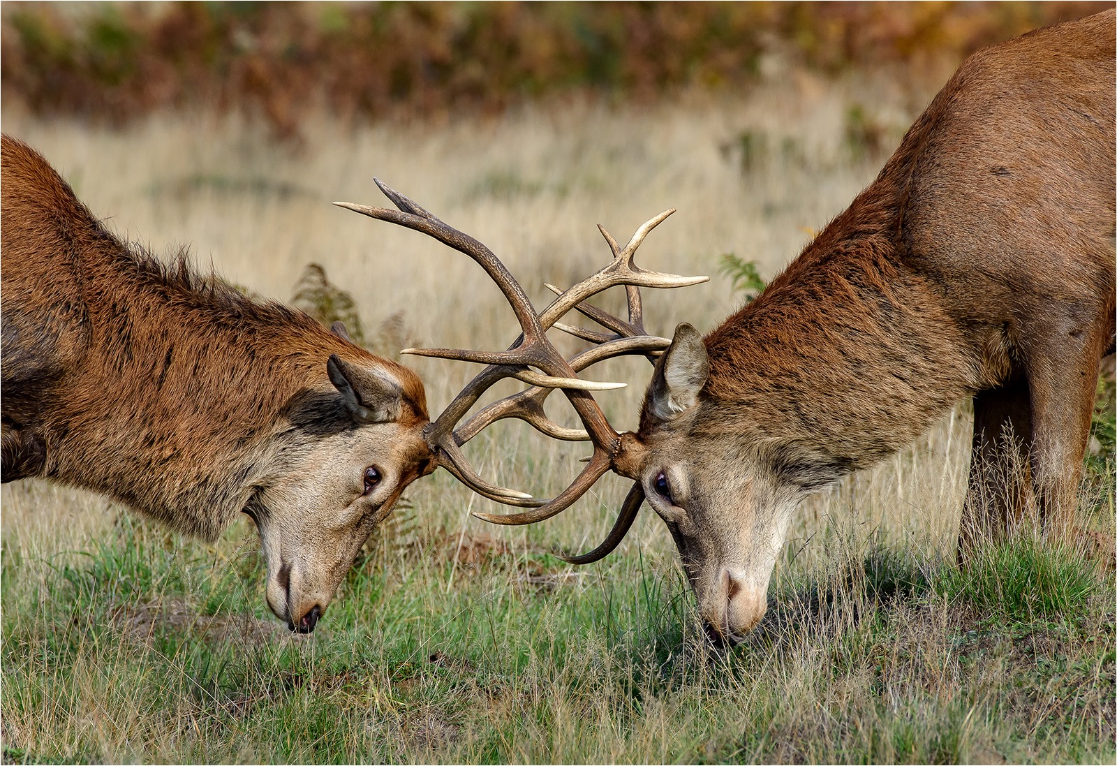 Red deer stags sparring