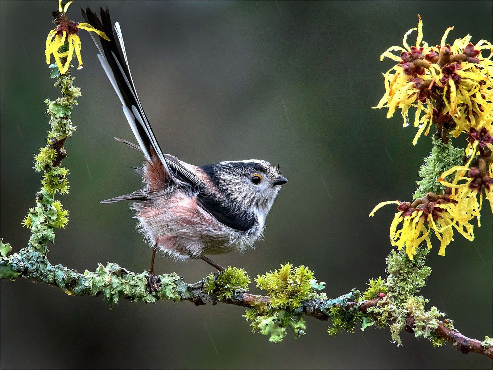 Long tailed tit