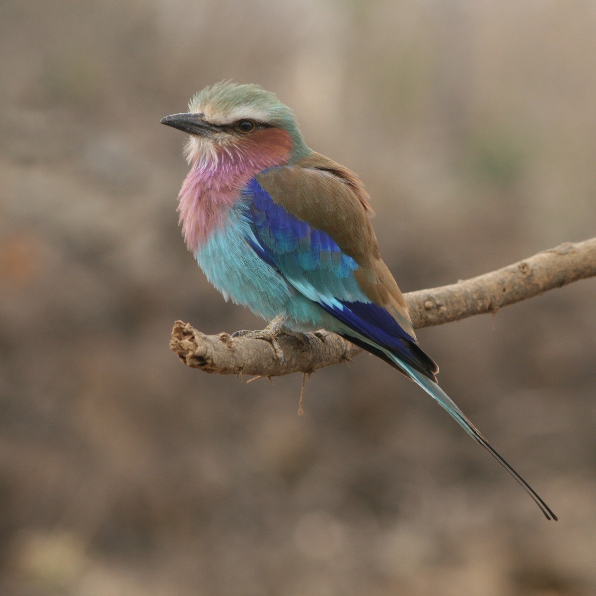 African Roller