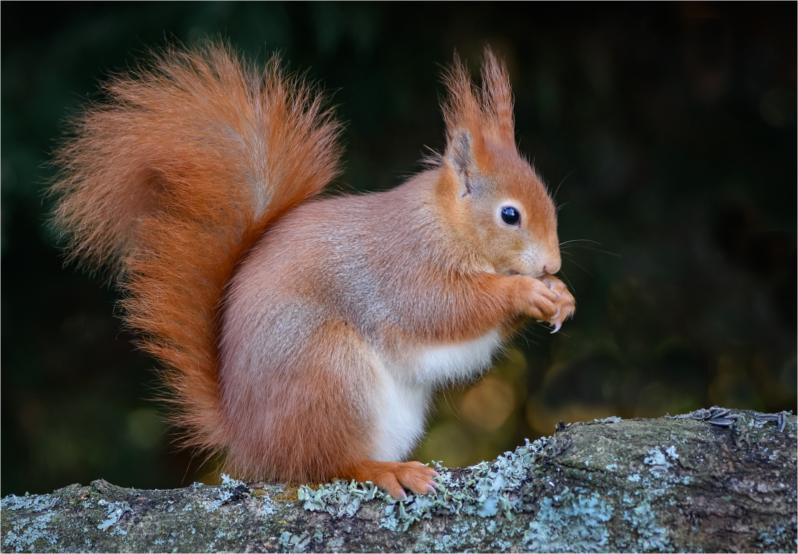 Red squirrel 