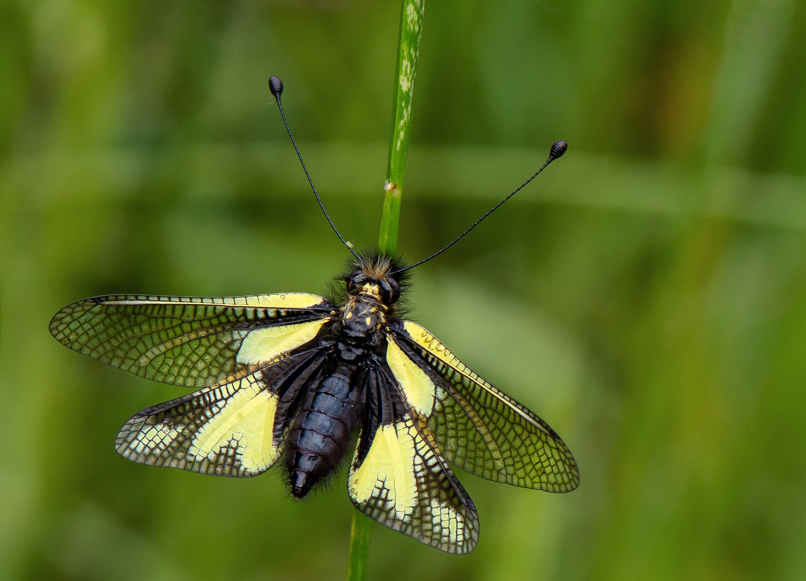 Owlfly (France)