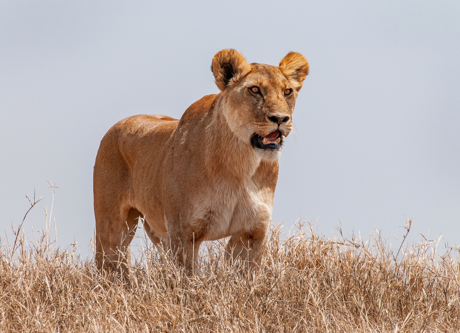 Lionesse Tanzania