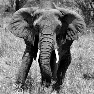 Masi Mara Elephant