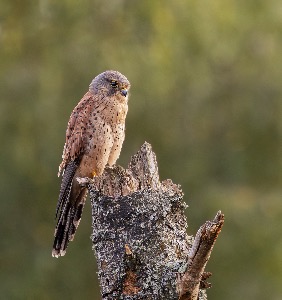 Common Kestrel