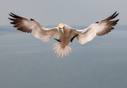 Northern Gannet landing