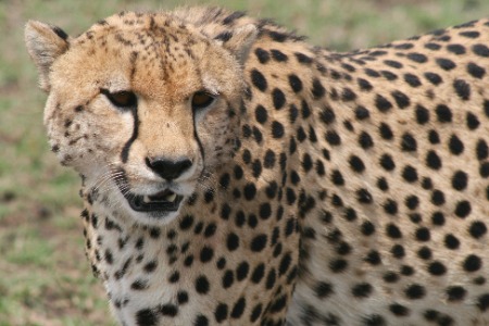 Masi Mara Cheeta