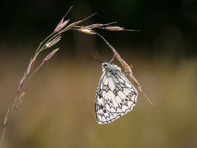 Marbled white roosting