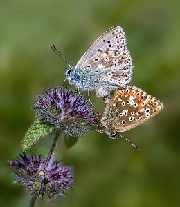Mating Chalkhill Blues