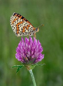 Spotted fritillary (France)