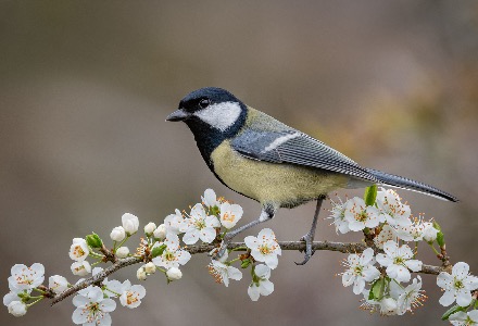 Great tit  