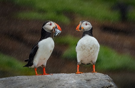Atlantic Puffins  