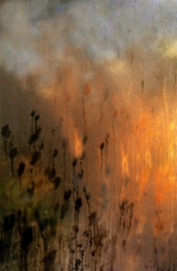Through the Greenhouse