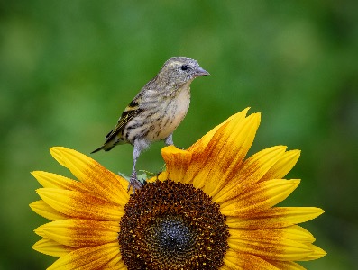 Siskin on Sunflower