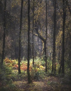 The Woodland