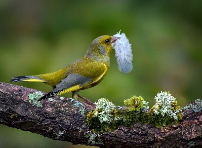 Greenfinch displaying with feather 