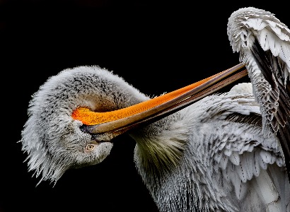 Dalmation Pelican preening 