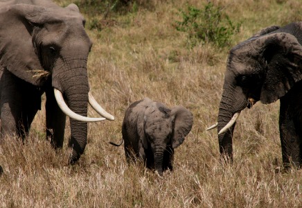 We told you not to run off