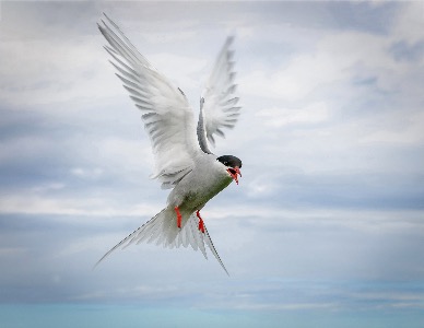 Arctic tern attack 