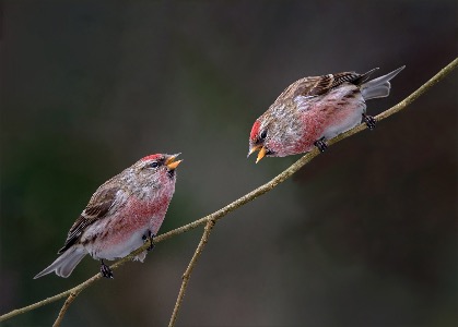 Lesser Redpoll squabble 