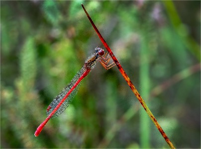 Small Red damselfly 