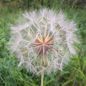 Yellow goats beard seed head