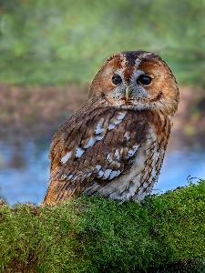 Tawny owl