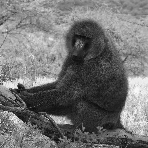 Samburu Babbon by Steve Littler