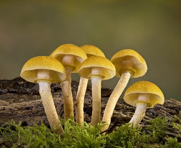 Honey Fungus