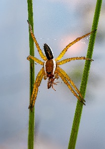 Raft spider with prey 