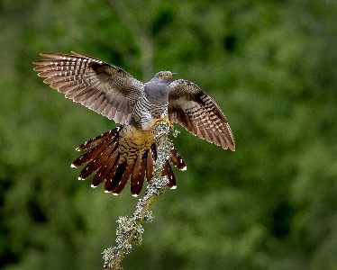 Cuckoo  landing.