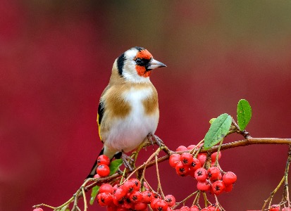 Goldfinch 