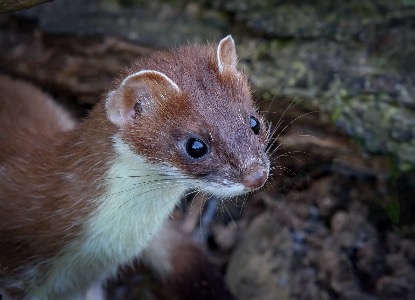 Stoat 