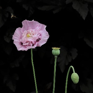 Poppy heads with bee