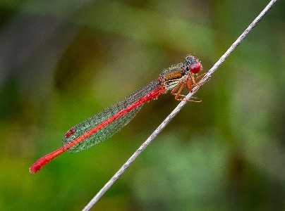 Small Red damselfly