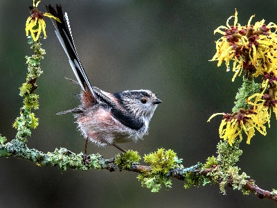 Long tailed tit