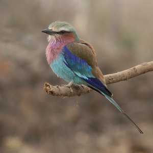 African Roller
