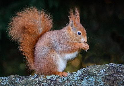 Red squirrel 