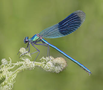 Banded Demoiselle