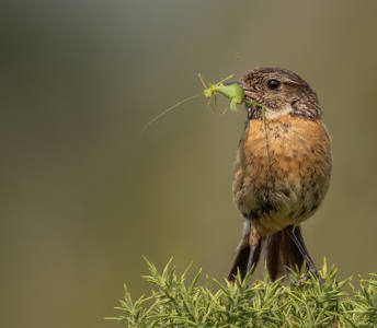 Stonechat with Cricket
