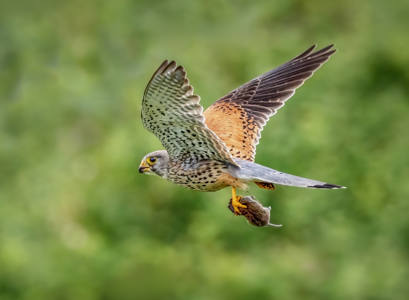 Kestrel with Vole Catch