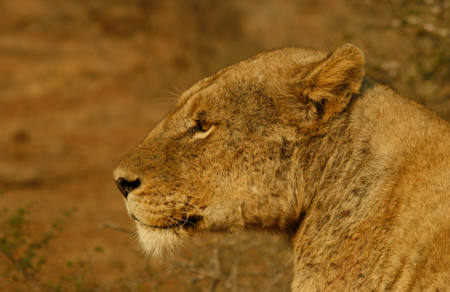 Eye on the Prey