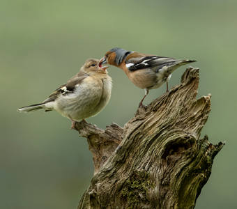 Chaffinch Feeding Young
