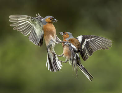 Chaffinch Fight